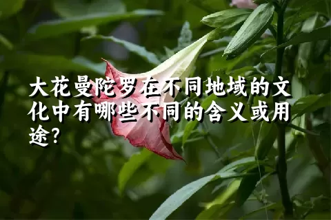 大花曼陀罗在不同地域的文化中有哪些不同的含义或用途？