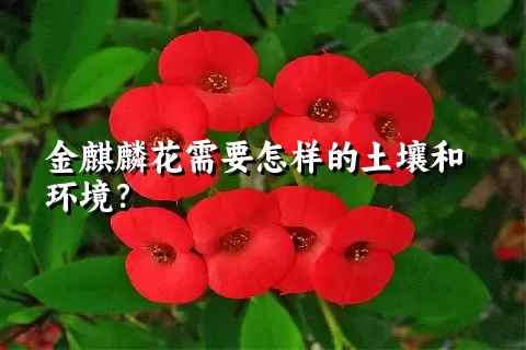 金麒麟花需要怎样的土壤和环境？