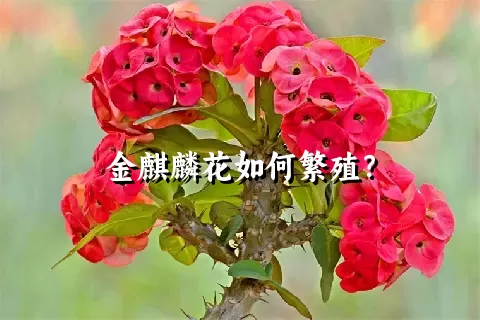 金麒麟花如何繁殖？