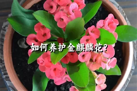 如何养护金麒麟花？