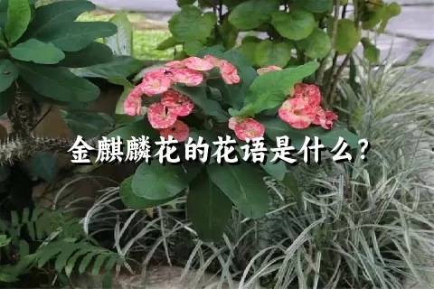 金麒麟花的花语是什么？