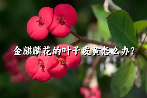 金麒麟花的叶子发黄怎么办？