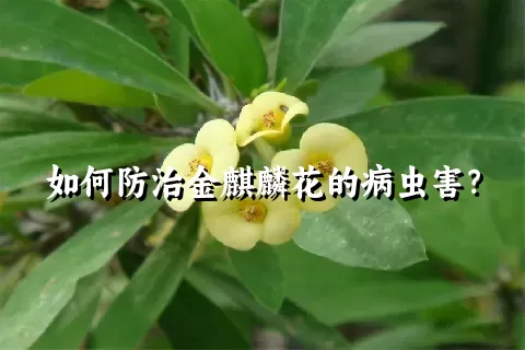 如何防治金麒麟花的病虫害？