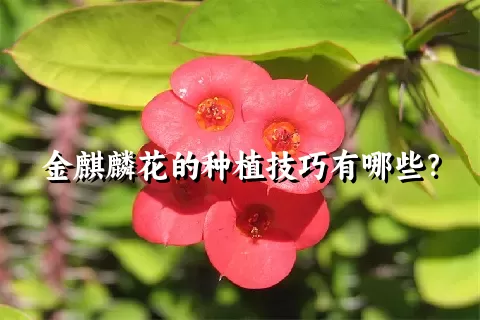 金麒麟花的种植技巧有哪些？