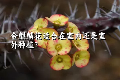 金麒麟花适合在室内还是室外种植？