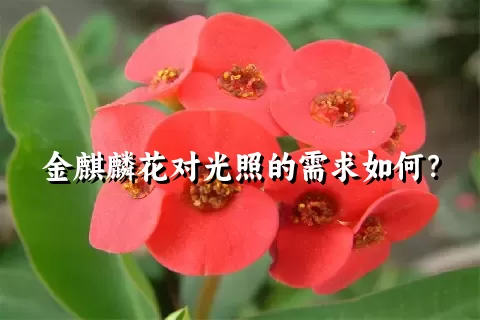 金麒麟花对光照的需求如何？