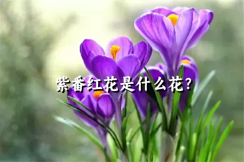 紫番红花是什么花？