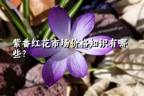 紫番红花市场价格知识有哪些？