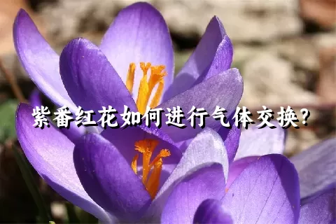 紫番红花如何进行气体交换？