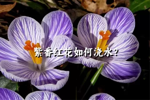 紫番红花如何浇水？