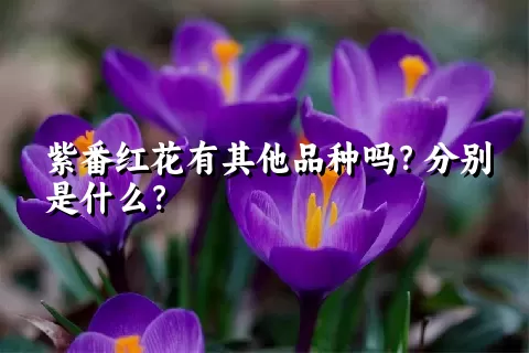 紫番红花有其他品种吗？分别是什么？