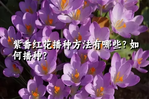 紫番红花播种方法有哪些？如何播种？