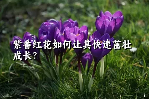 紫番红花如何让其快速茁壮成长？