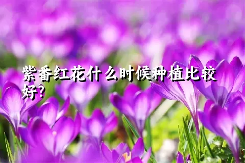 紫番红花什么时候种植比较好？