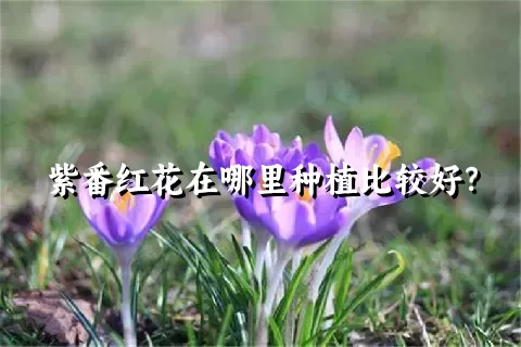 紫番红花在哪里种植比较好？