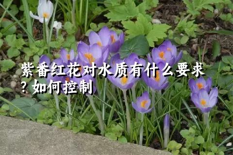 紫番红花对水质有什么要求？如何控制