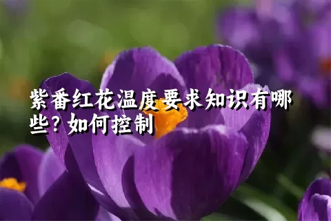 紫番红花温度要求知识有哪些？如何控制