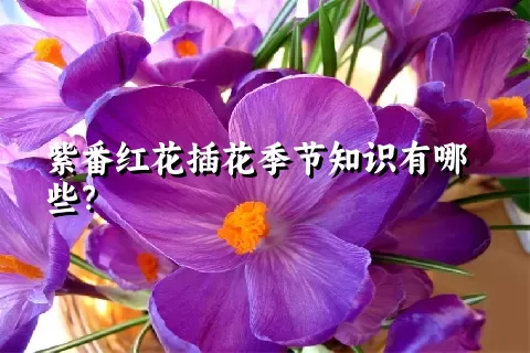 紫番红花插花季节知识有哪些？