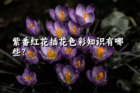 紫番红花插花色彩知识有哪些？