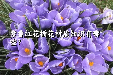 紫番红花插花材质知识有哪些？