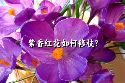 紫番红花如何修枝？