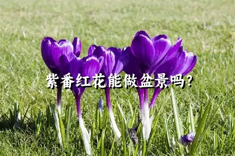 紫番红花能做盆景吗？