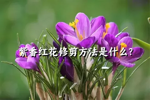 紫番红花修剪方法是什么？