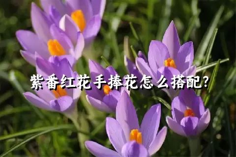 紫番红花手捧花怎么搭配？