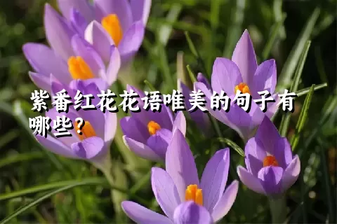 紫番红花花语唯美的句子有哪些？