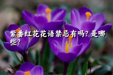 紫番红花花语禁忌有吗？是哪些？