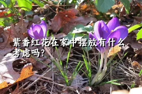 紫番红花在家中摆放有什么考虑吗？