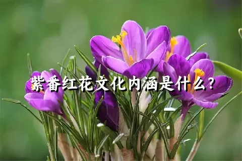 紫番红花文化内涵是什么？