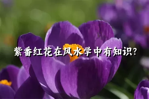 紫番红花在风水学中有知识？