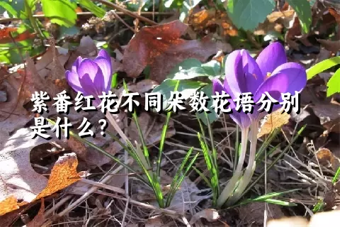 紫番红花不同朵数花语分别是什么？