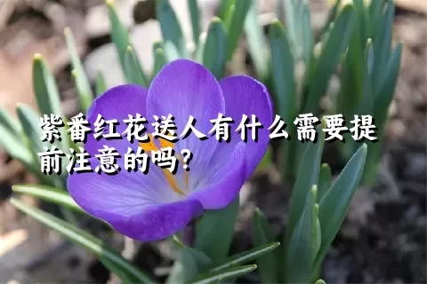 紫番红花送人有什么需要提前注意的吗？