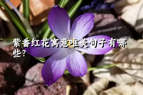 紫番红花寓意唯美句子有哪些？