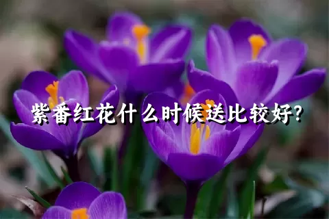 紫番红花什么时候送比较好？