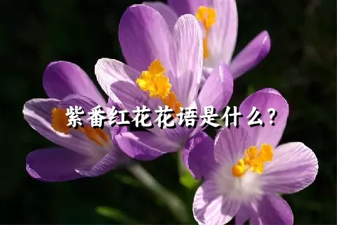 紫番红花花语是什么？