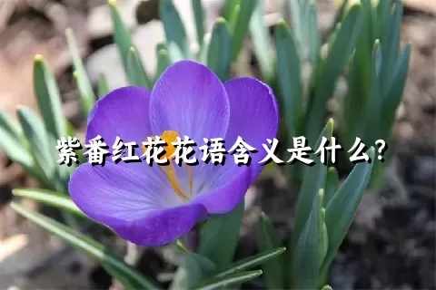 紫番红花花语含义是什么？