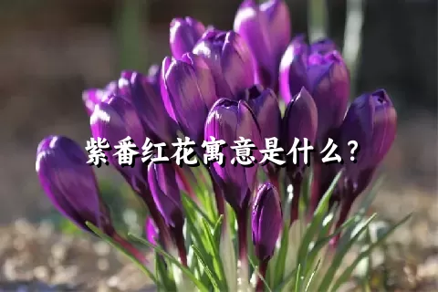 紫番红花寓意是什么？