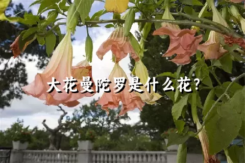 大花曼陀罗是什么花？