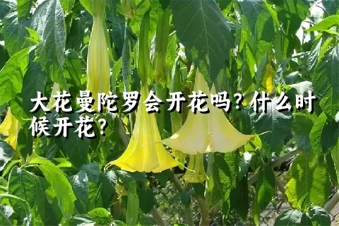 大花曼陀罗会开花吗？什么时候开花？