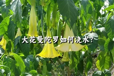 大花曼陀罗如何浇水？