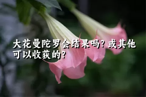 大花曼陀罗会结果吗？或其他可以收获的？