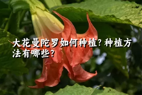 大花曼陀罗如何种植？种植方法有哪些？