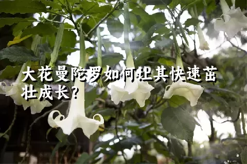 大花曼陀罗如何让其快速茁壮成长？