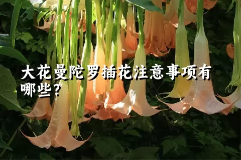 大花曼陀罗插花注意事项有哪些？