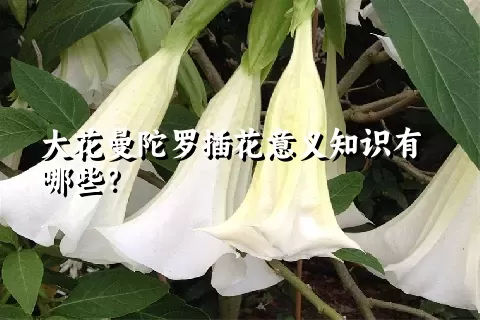 大花曼陀罗插花意义知识有哪些？