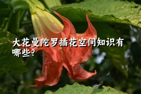 大花曼陀罗插花空间知识有哪些？