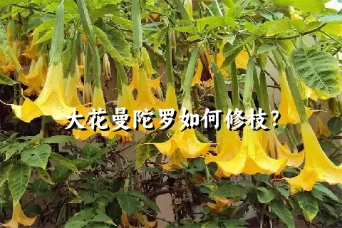 大花曼陀罗如何修枝？